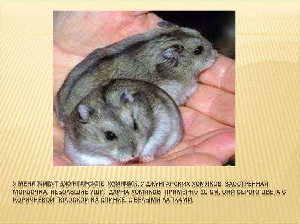 Доклад про хомяков для 2 класса ⋆ онлайн-журнал для женщин