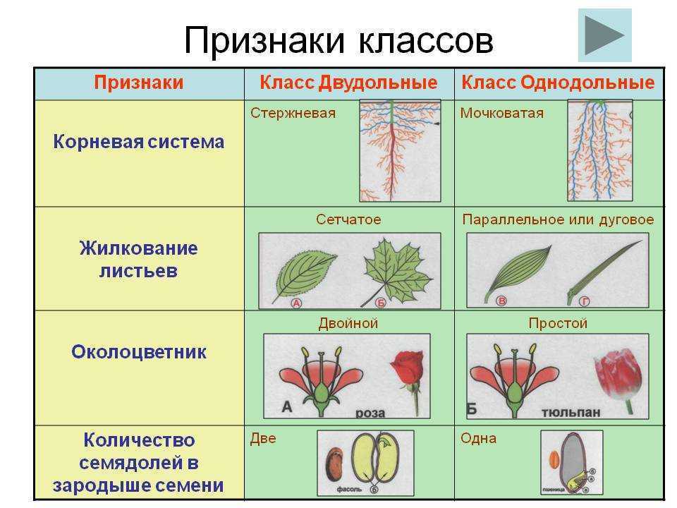 Схема однодольные двудольные