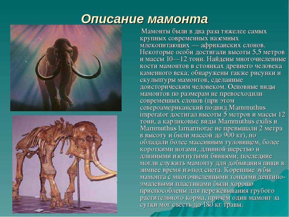 Сколько живут мамонты. Информация о древних животных. Сведения о мамонтах. Описание мамонта. Древние животные обитающие на земле.