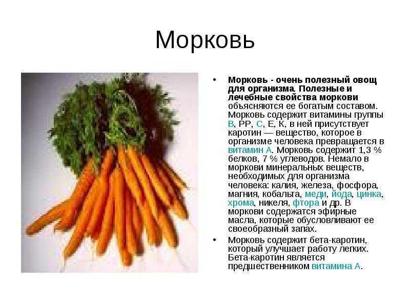 Морковь описание