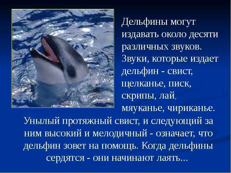 Чем так примечательны дельфины?