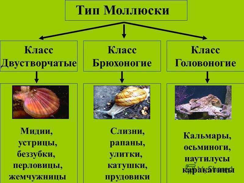 Головоногие моллюски - общая характеристика, виды и строение