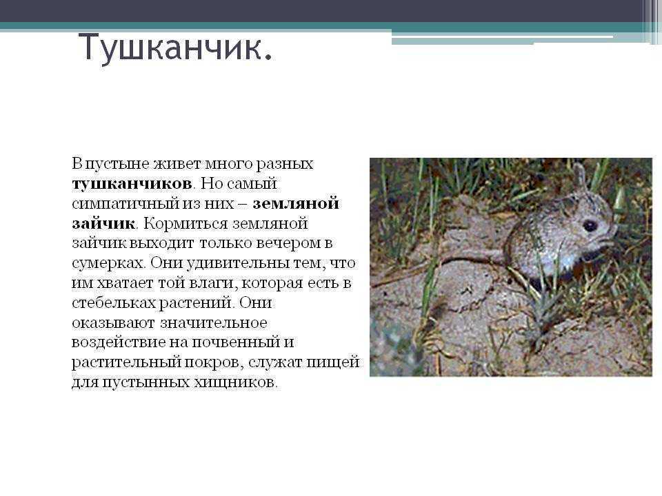 Тушканчик: описание животного, среда обитания, образ жизни, питание, размножение, интересные факты
