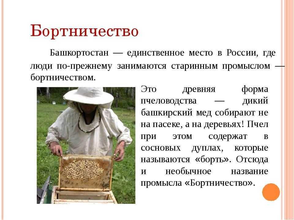 Пчелиная пасека сегодня: как заняться, ухаживать и интересные факты