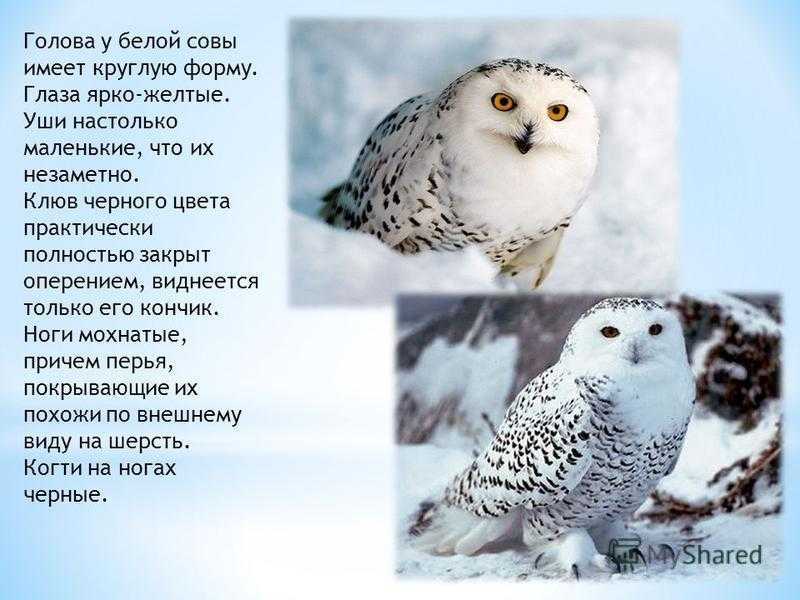 Полярная сова (доклад для 4 класса)
