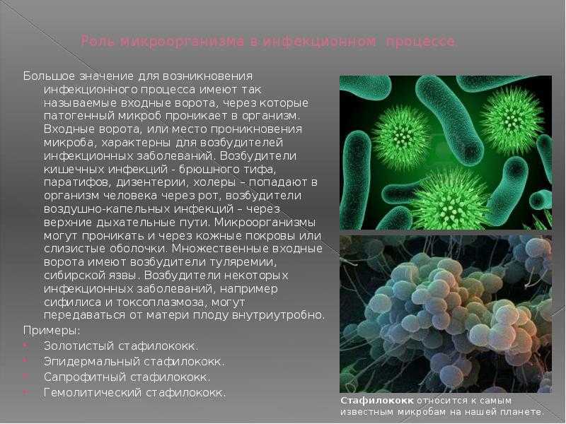 Роль бактерий в природе и жизни человека, их использование