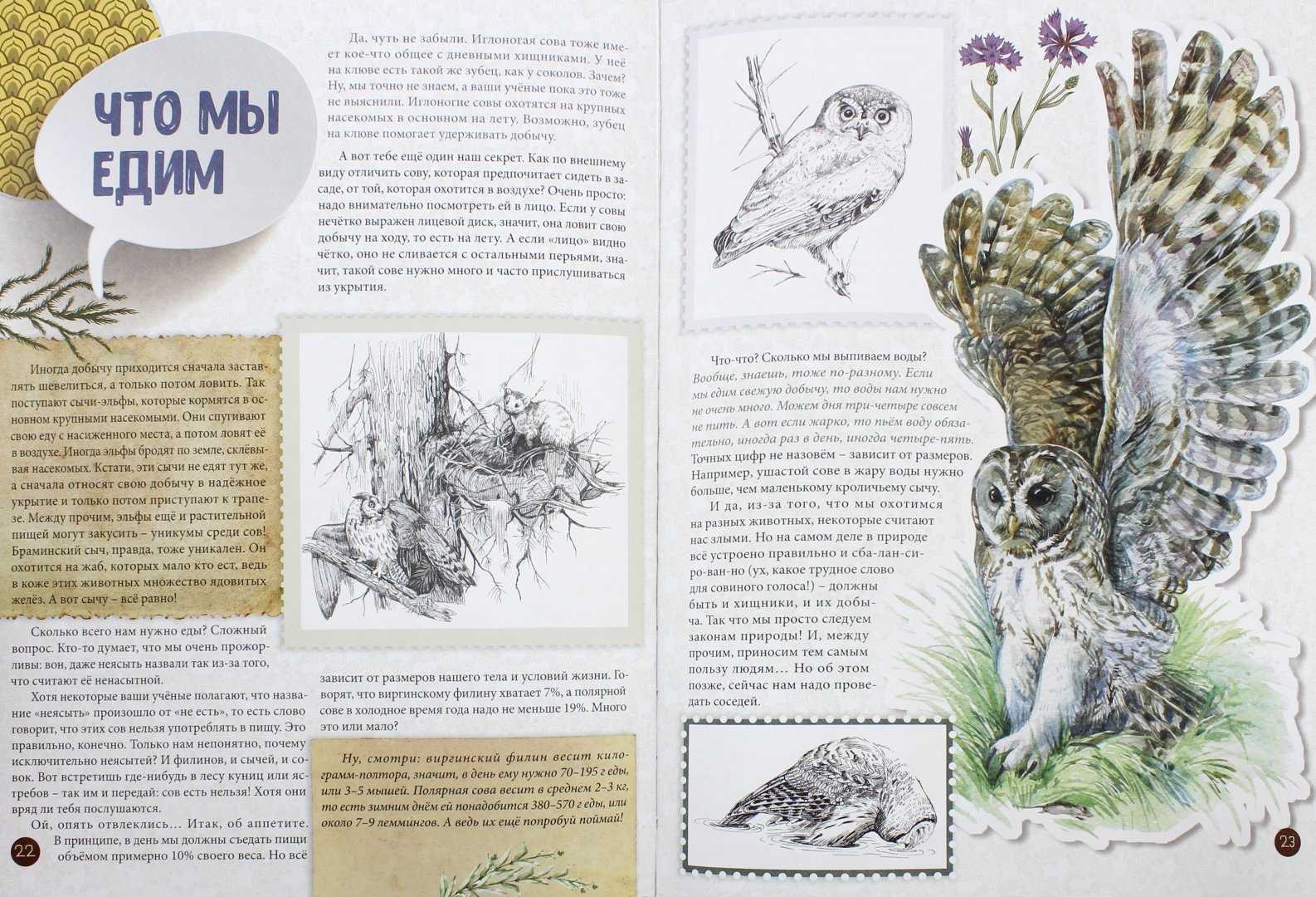 Сова — сказка виталия бианки
