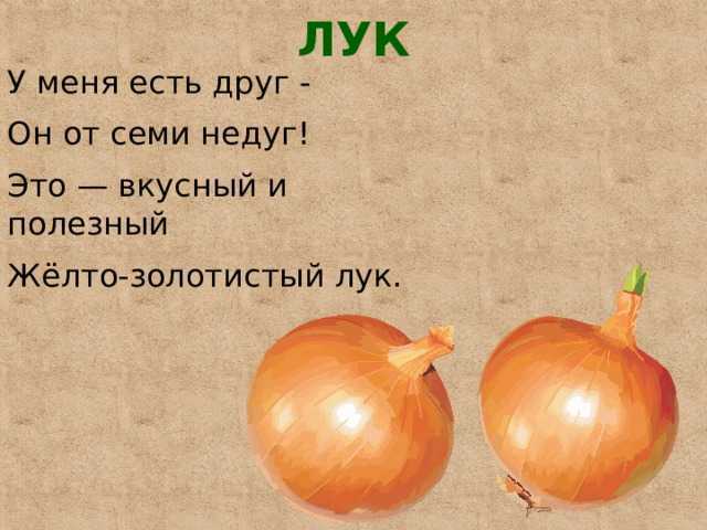 Интересные факты о луке