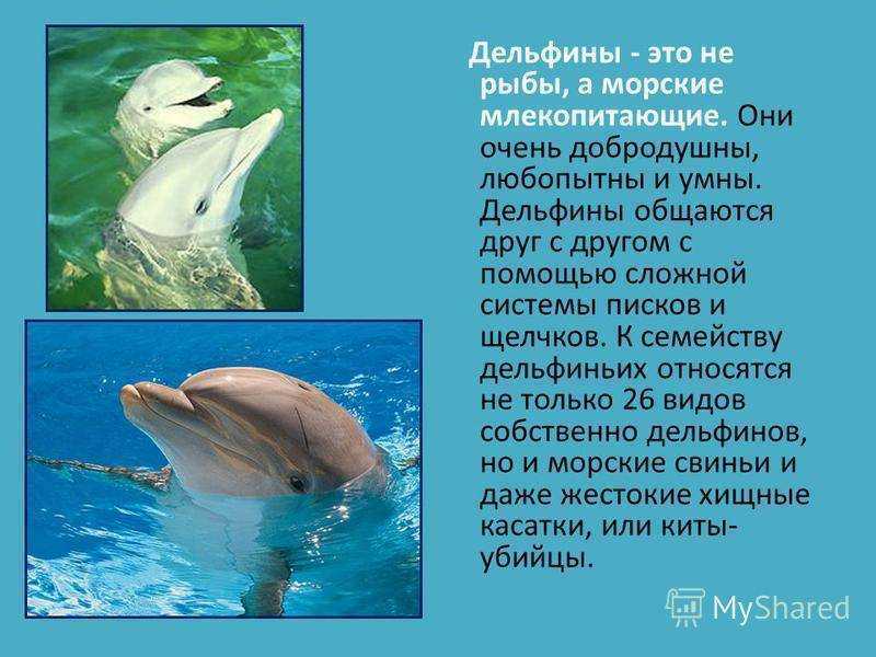 Беломордый дельфин из красной книги россии