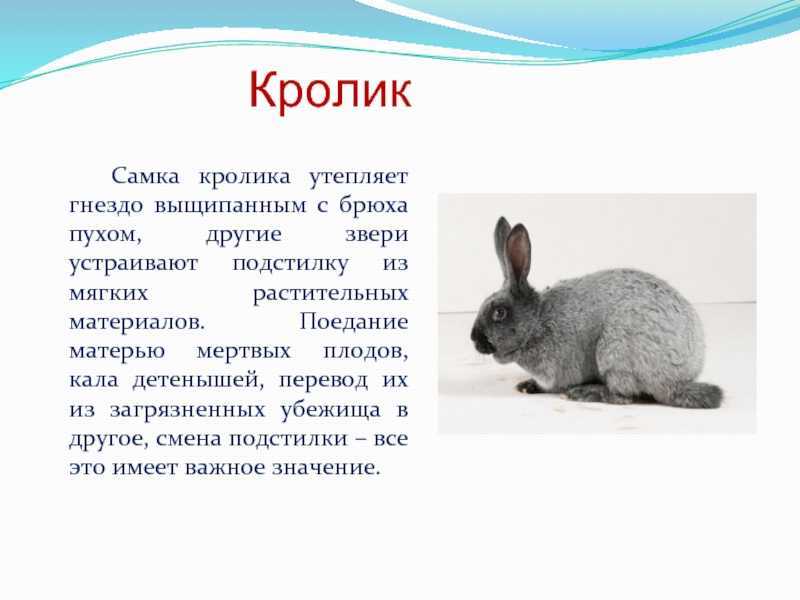 Проект кролики 5 класс