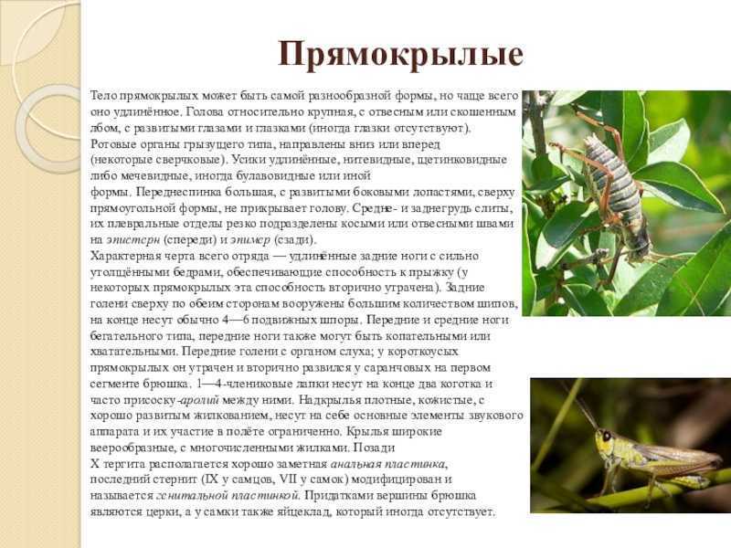 Прямокрылые