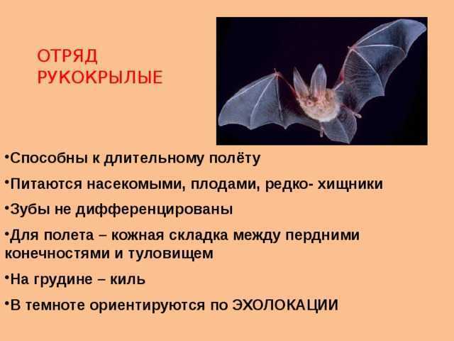 Летучая мышь животное. описание, особенности, виды и среда обитания летучей мыши | живность.ру