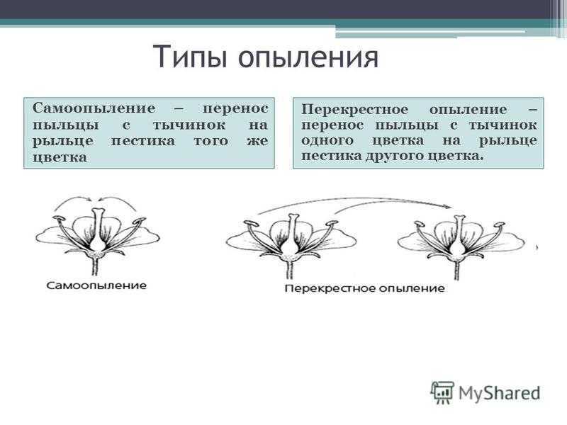 Схема опыления двудольных