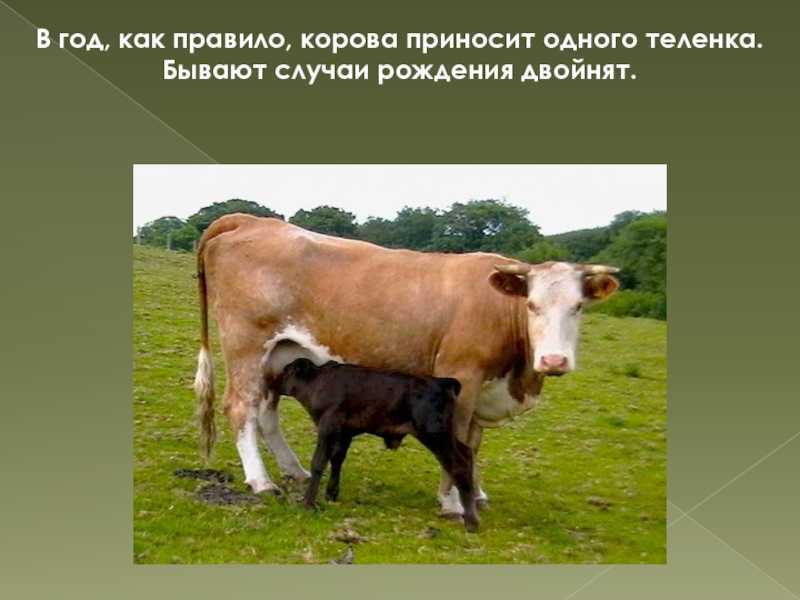 Корова животное. особенности и уход за коровой
