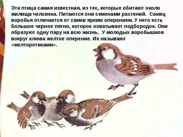 Краткое содержание сказки «воробьишко» м. горького