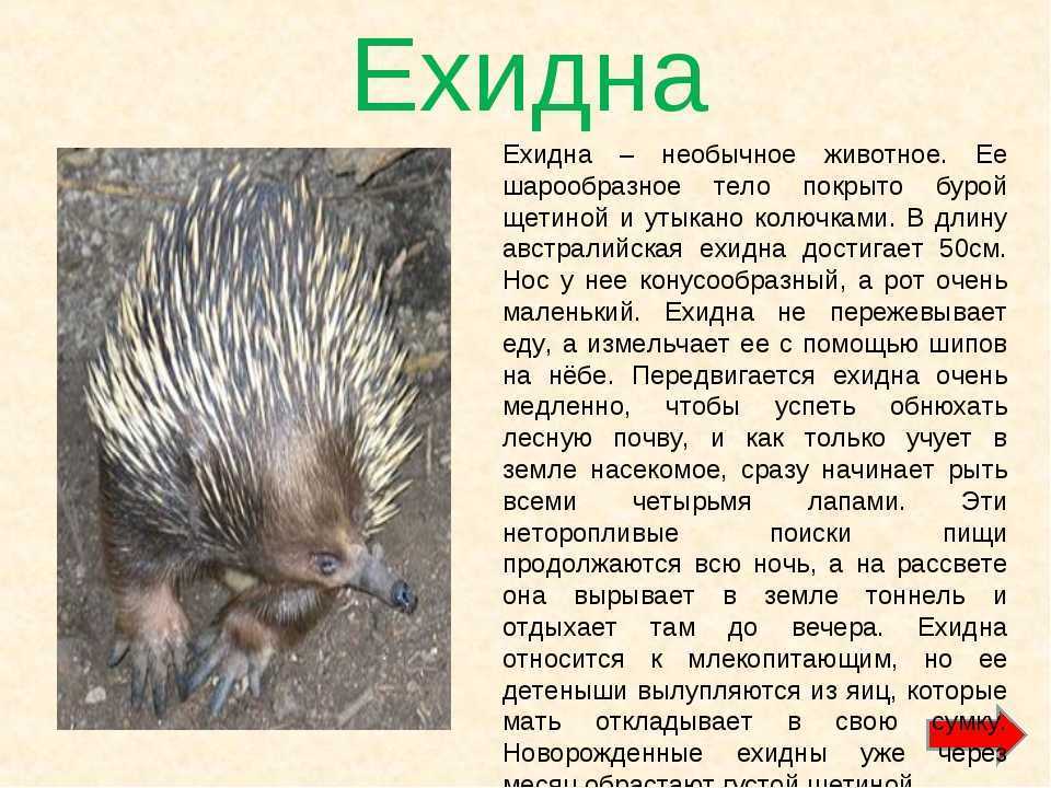 Ехидна. где обитает, описание и фото животных