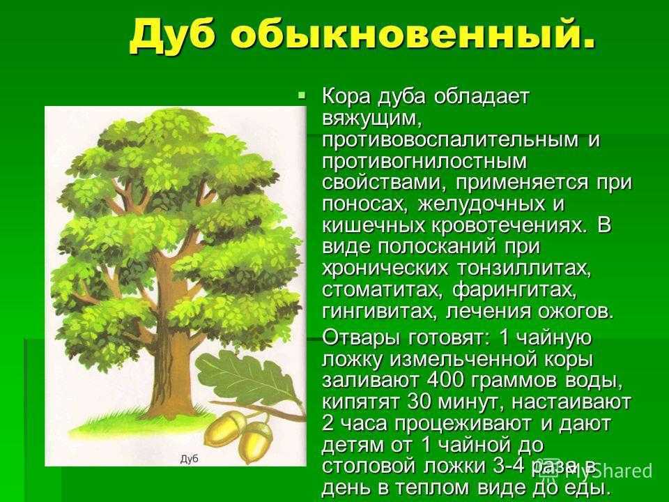 Дуб краткое содержание. Характеристика дуба. Свойства дуба. Кора дуба описание. Дуб лекарственные свойства.