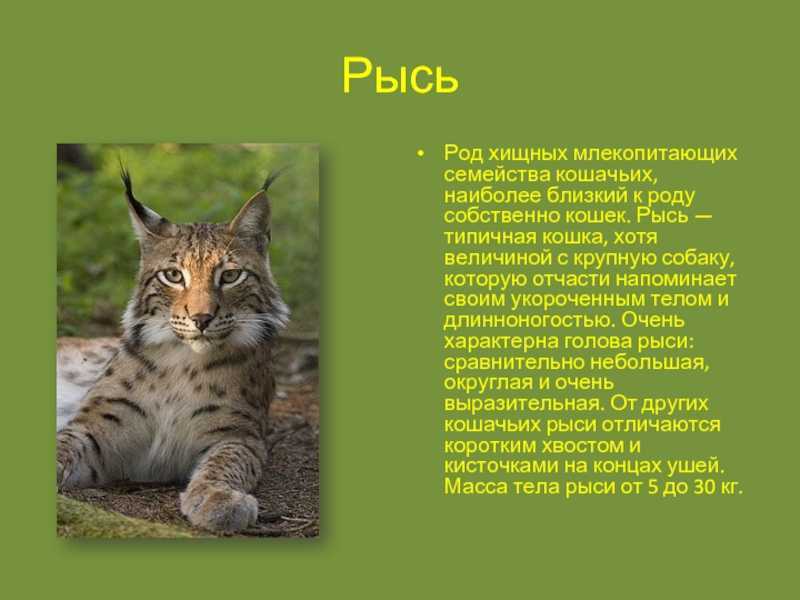 Обыкновенная или евразийская рысь