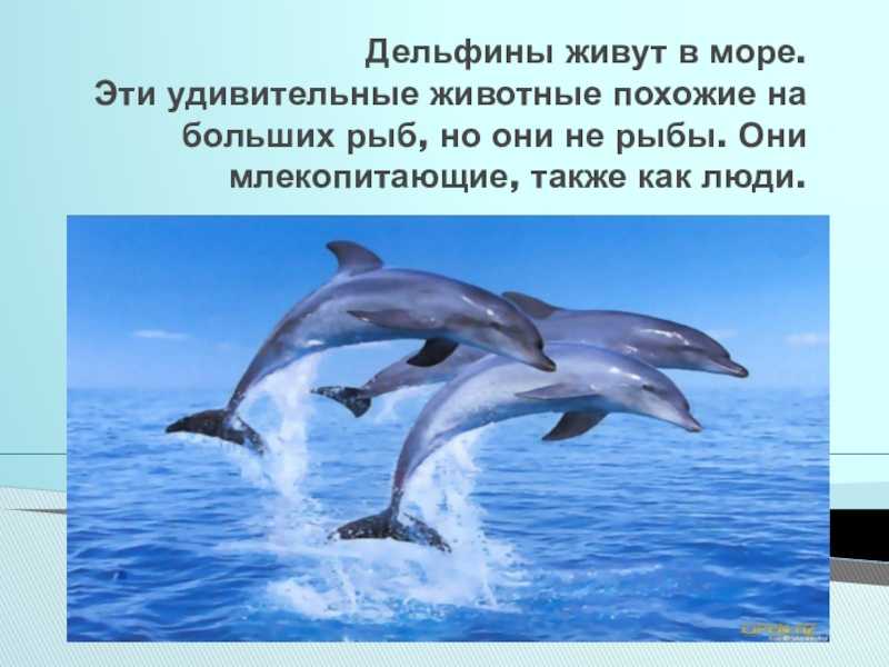 Сообщение о дельфине ? описание млекопитающего, характеристика