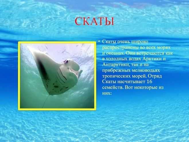 Скаты - сообщение доклад (7 класс биология)