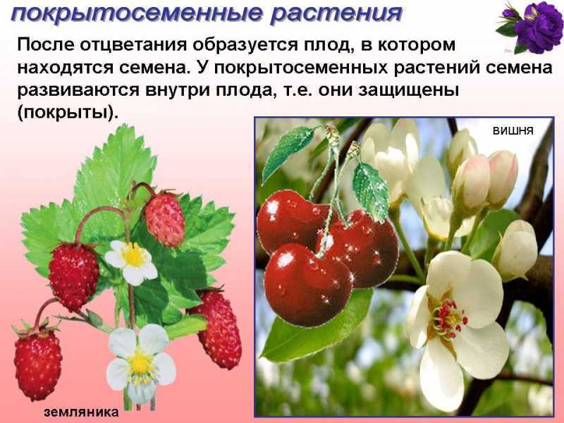 Примеры про растения. Покрытосеменные растения. Покрытото семеныерастения. Покрытосеменные или цветковые растения. Покрытосеменные растения примеры.
