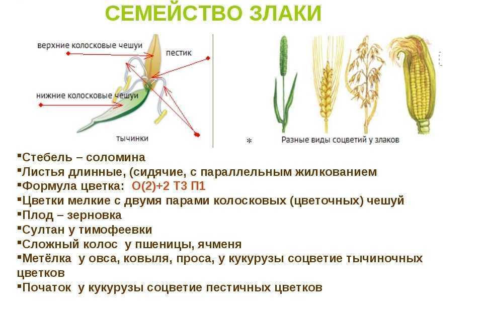 Роль злаков в жизни живых организмов план