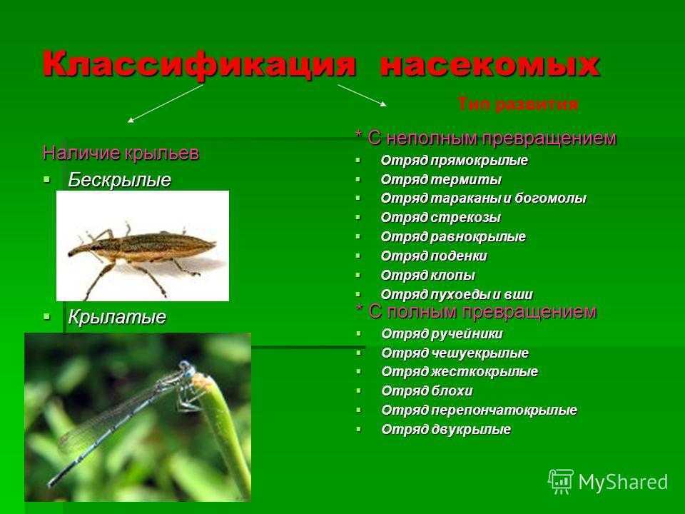 Стрекоза - отряд прямокрылые. подотряд короткоусые прямокрылые (brachycera или caelifera)