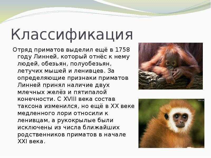 Относится ли человек к отряду приматов. Описание отряда приматы. Приматы общая характеристика. Презентация на тему отряд приматы. Приматы характеристика.