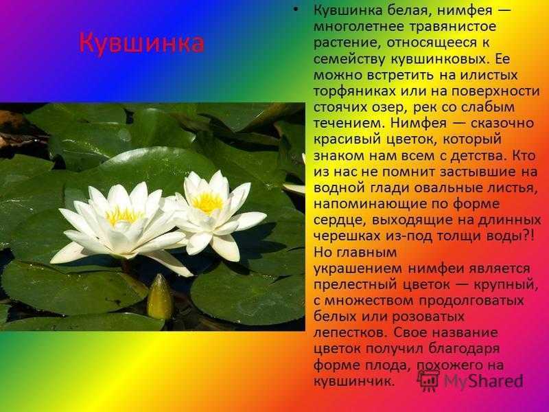 Белая кувшинка - краткое описание цветка, занесенного в красную книгу