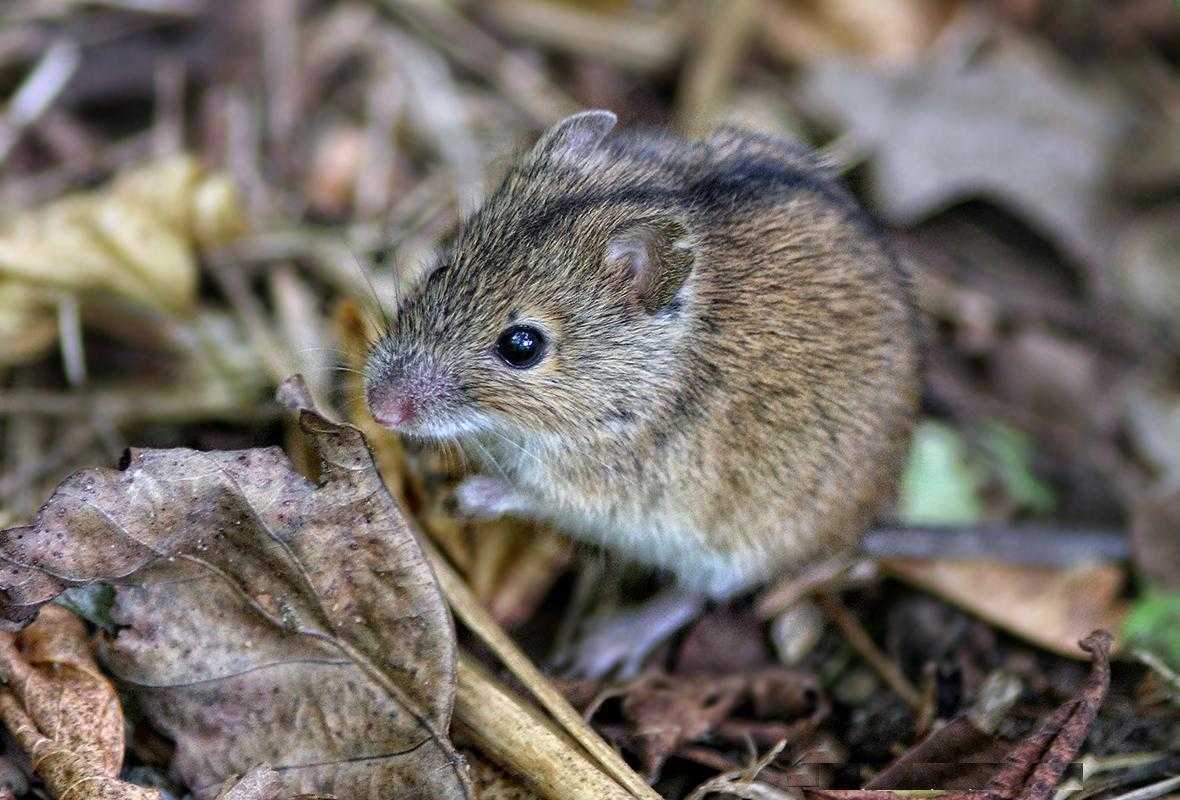 Полевая мышь фото