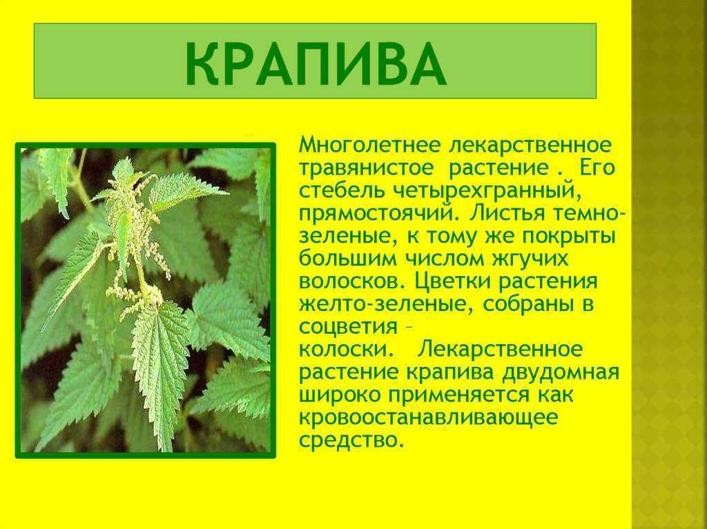 Доклад на тему крапива 2 класс