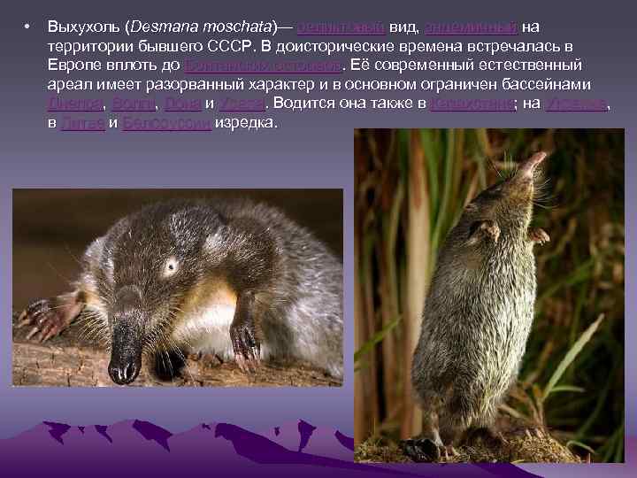 Доклад-сообщение на тему медузы 2, 3, 5, 7 класс, окружающий мир по биология
