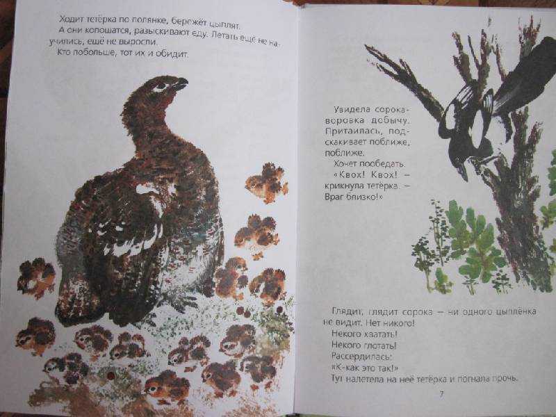 Рассказ про сороку, 1-2 класс