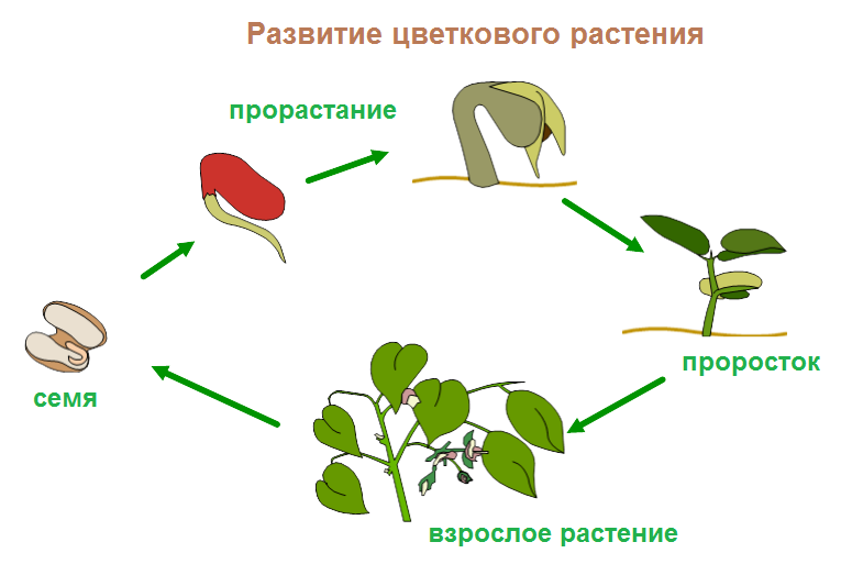 Этапы роста и развития растения