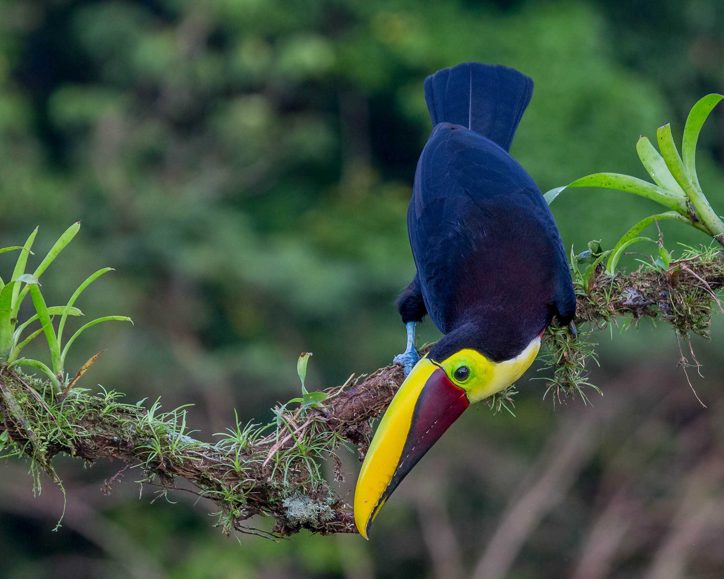 Тукан — чудо природы: чего мы не знаем об этих птицах? (15 фото + 1 видео)
