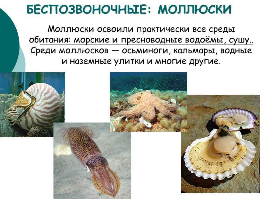 Беспозвоночные животные моллюски примеры. Беспозвоночных моллюски. Беспозвоночные информация. Без позвоночные моллюски. Разнообразие моллюсков.