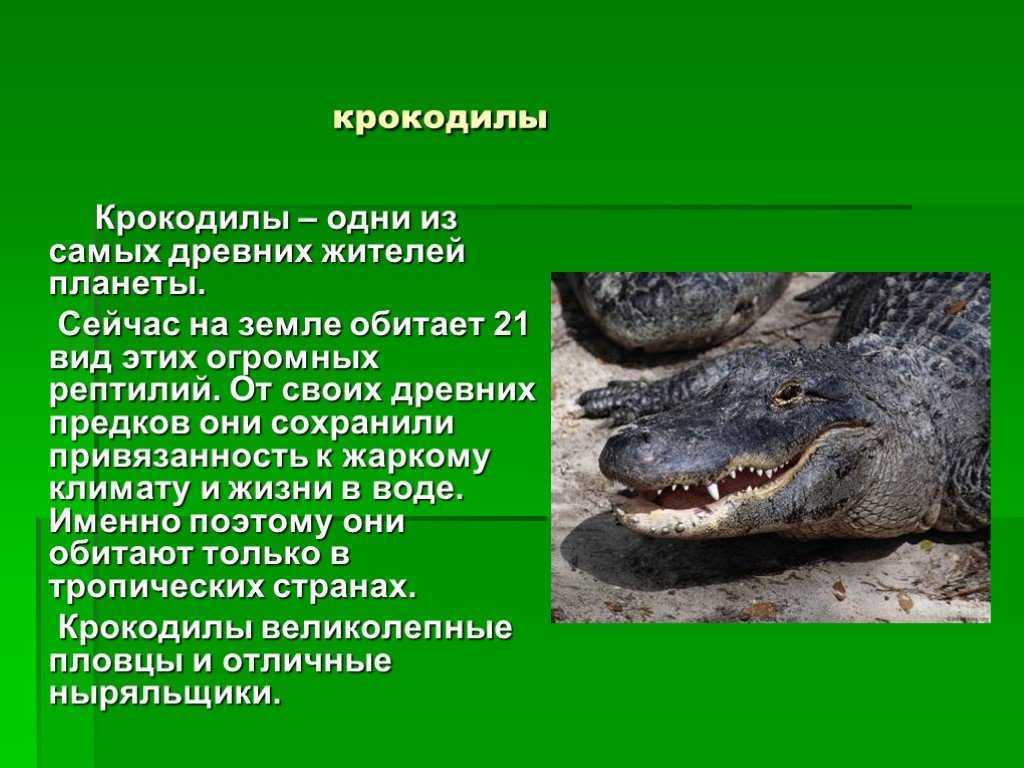 Первые признаки пресмыкающихся. Доклад про крокодила. Пресмыкающиеся крокодил. Описание крокодила. Крокодилы презентация.