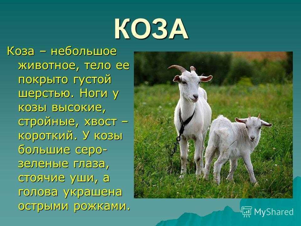 Сказка «коза-дереза». читать