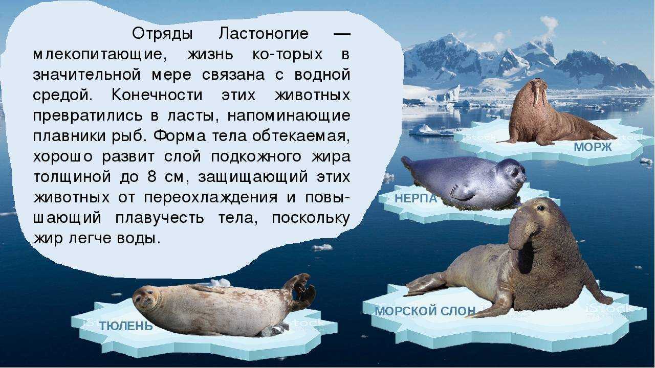 Отряд ⭐️ ластоногие: представители, строение, характеристики и признаки отряда