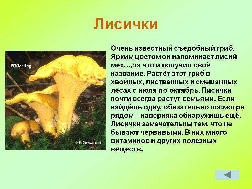 Грибы лисички - виды, ложные лисички, свойства, рецепты блюд
