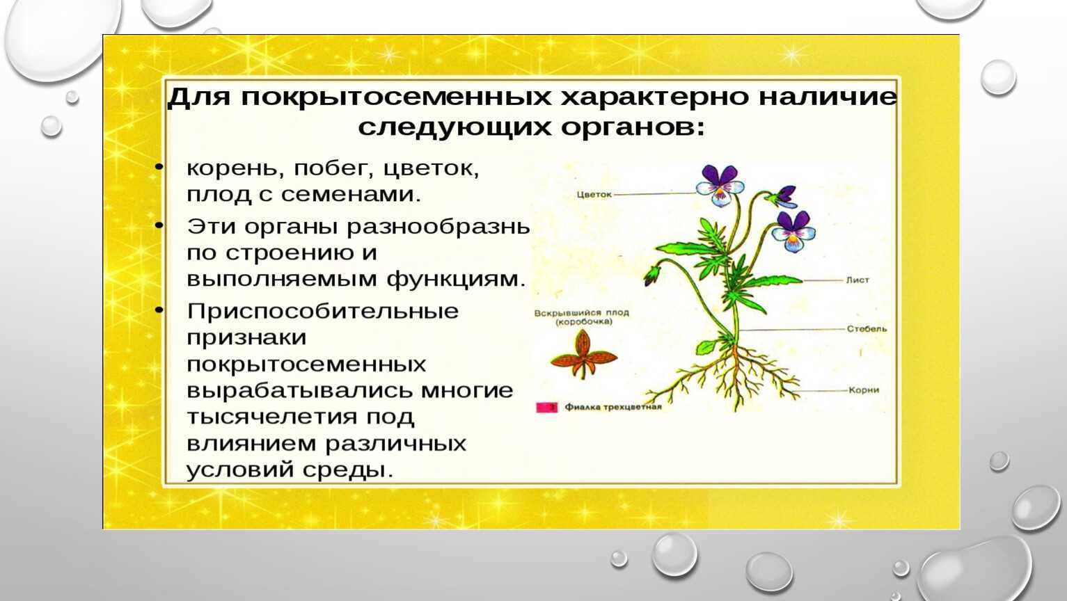 Биологический отдел центра педагогического мастерства
