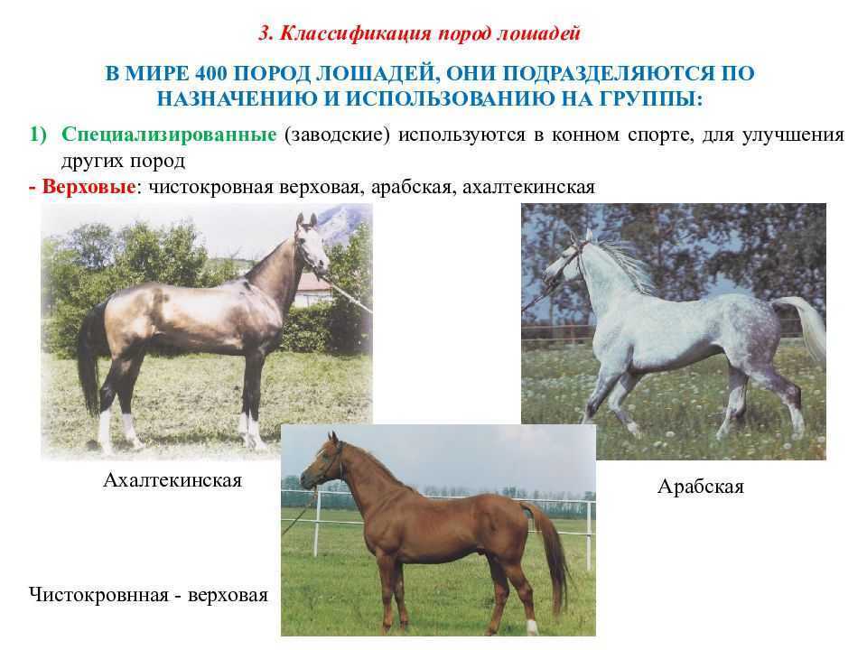 Продуктивные породы. Классификация лошадей. Породы и направления лошадей. Классификация и систематика коневодства. Разнообразие лошадей.