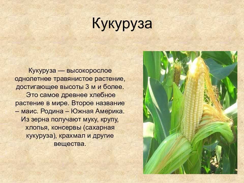 План сообщения о культурных растениях 3 класс