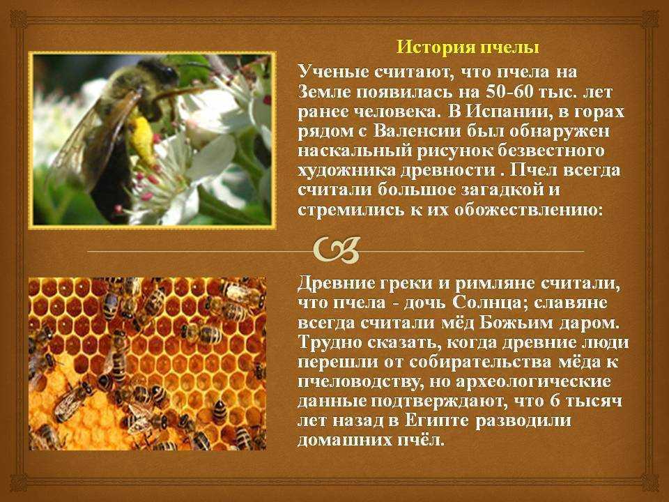 Пчела – описание, виды, размножение, чем питается, фото