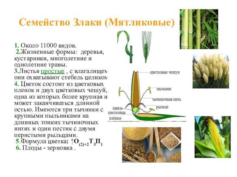 Дайте характеристику семейству злаковых по плану жизненная форма формула цветка тип соцветия