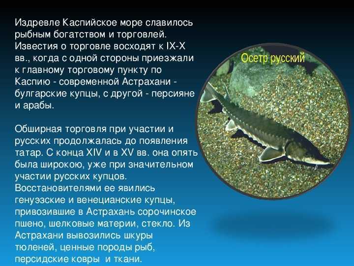 Каспийское море - доклад сообщение (4, 8 класс. география. окружающий мир)