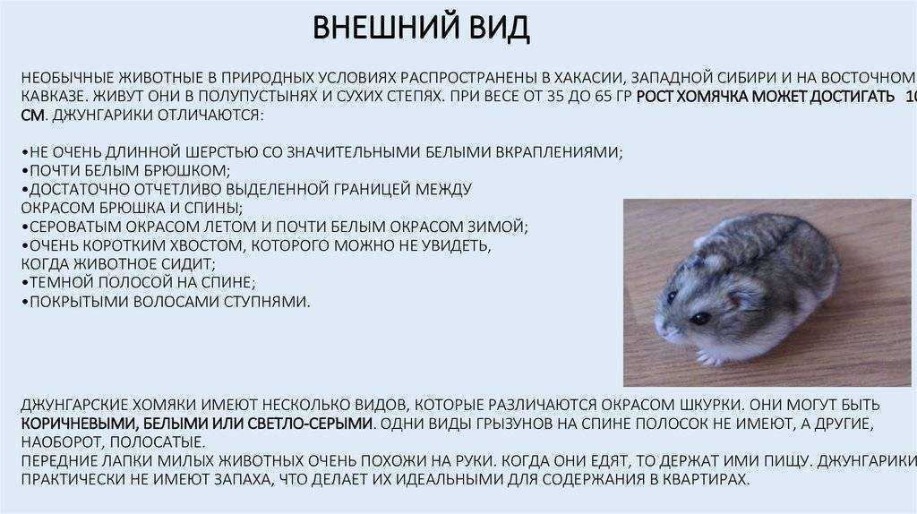 Интересные факты о хомяках
