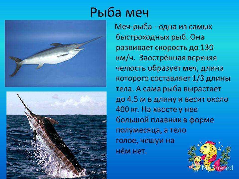 Рыба-меч - особенности, фото, интересные факты о рыбе!