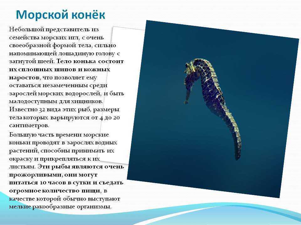Сообщение о морском коньке ℹ️ описание и строение морского животного, что едят, информация о размножении, интересные факты о приспособлении к среде обитания