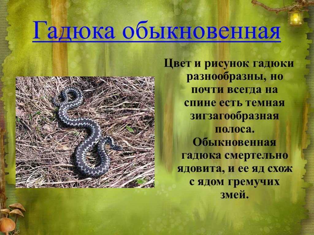 Обыкновенная гадюка - гадюковые | некоммерческий учебно-познавательный интернет-портал зоогалактика